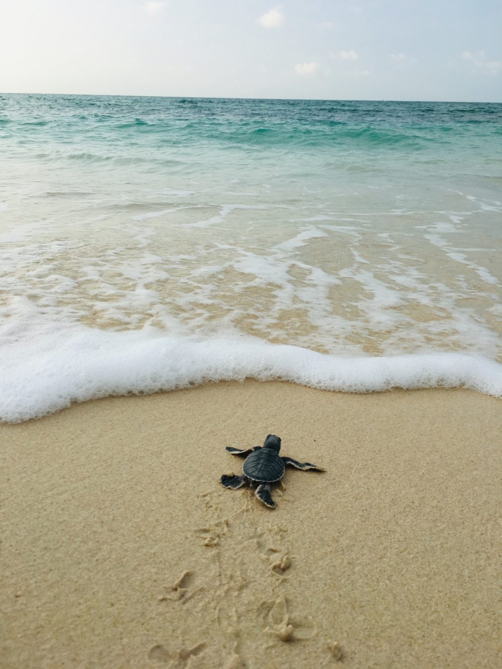 du lịch hòn Bảy Cạnh Côn Đảo