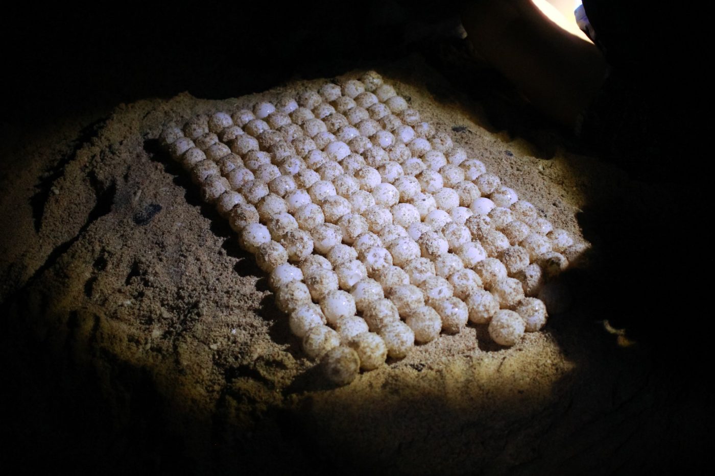 Du lịch Côn Đảo mùa rùa đẻ trứng 02