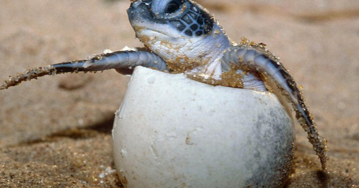 Du lịch Côn Đảo mùa rùa đẻ trứng 03