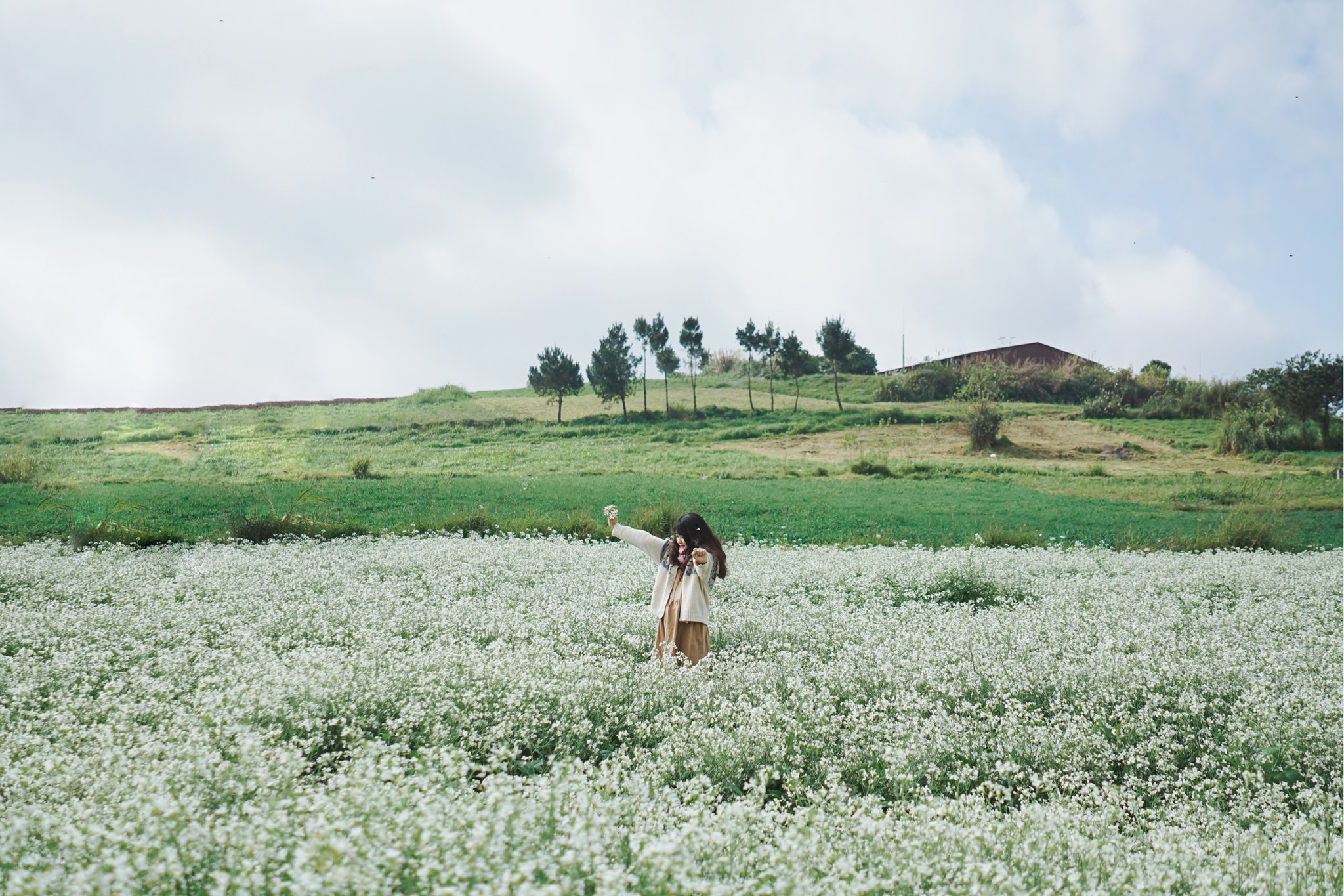 Mộc Châu mùa hoa cải trắng 3 Mộc Châu mùa hoa cải trắng 3