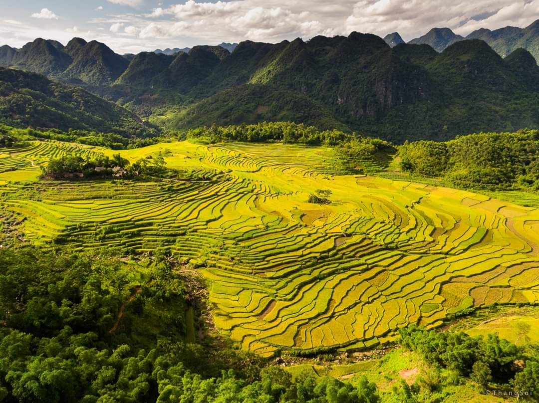 mùa lúa chín ở Pù Luông