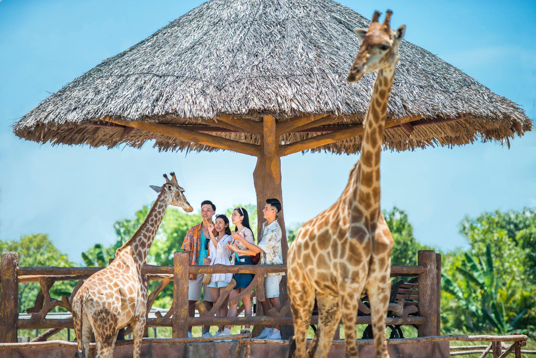 Kinh nghiệm đi Vinpearl Safari Nam Hội An Kinh nghiệm đi Vinpearl Safari Nam Hội An