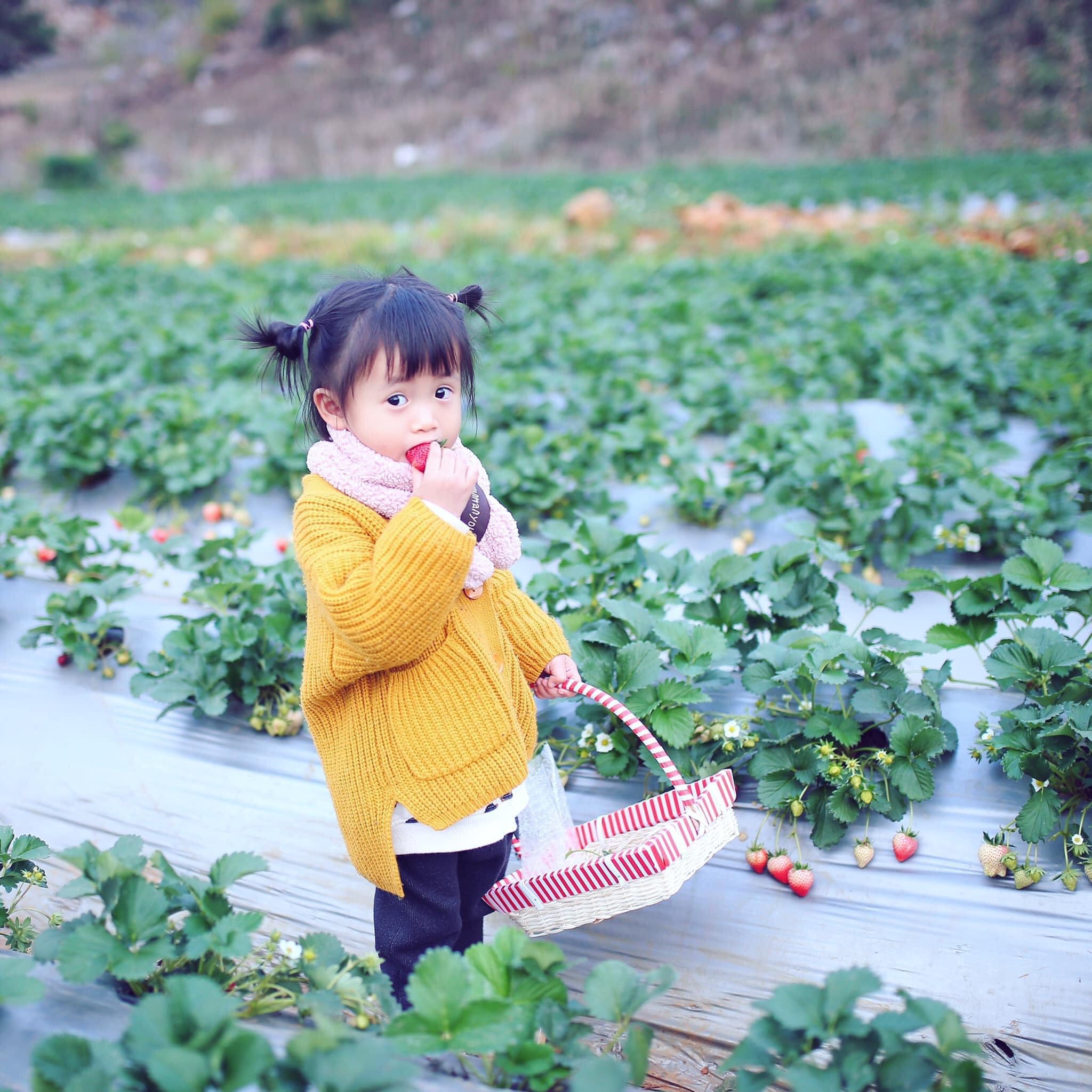 happy farm mộc châu happy farm mộc châu