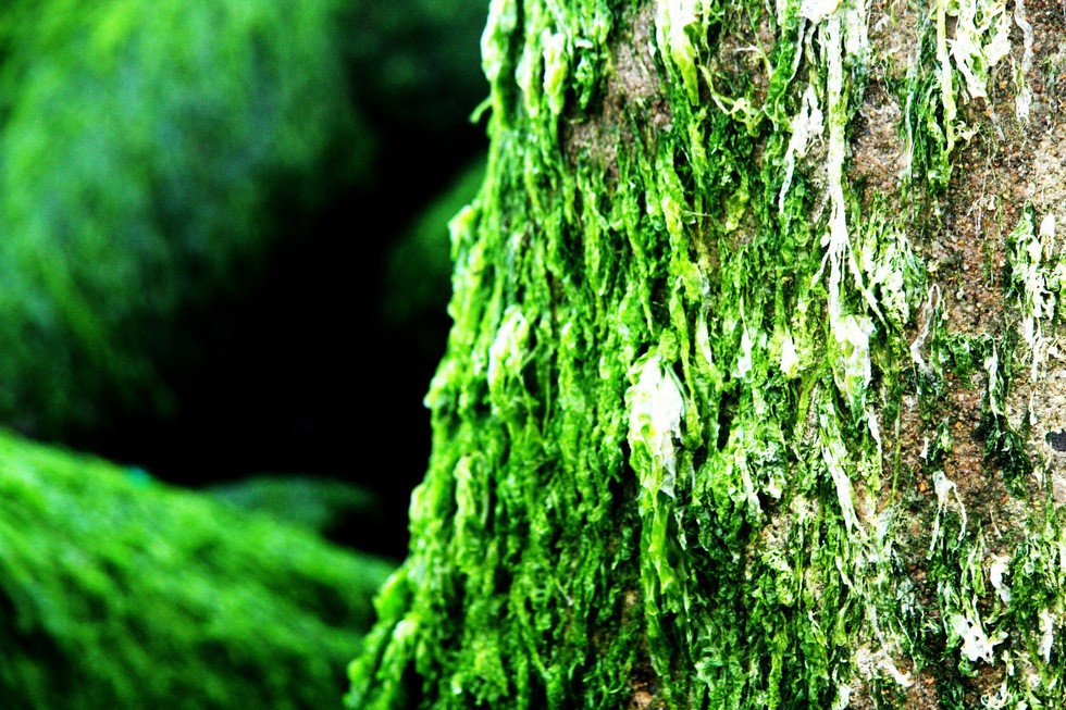 bãi rêu Nha Trang 03 bãi rêu Nha Trang 03