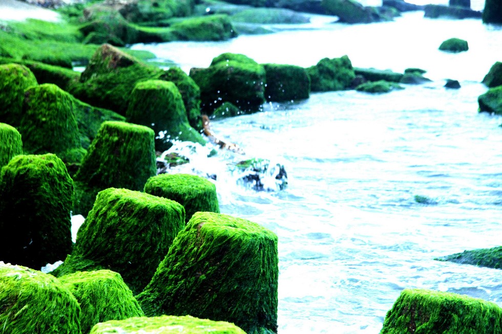 bãi rêu Nha Trang 1 bãi rêu Nha Trang 1