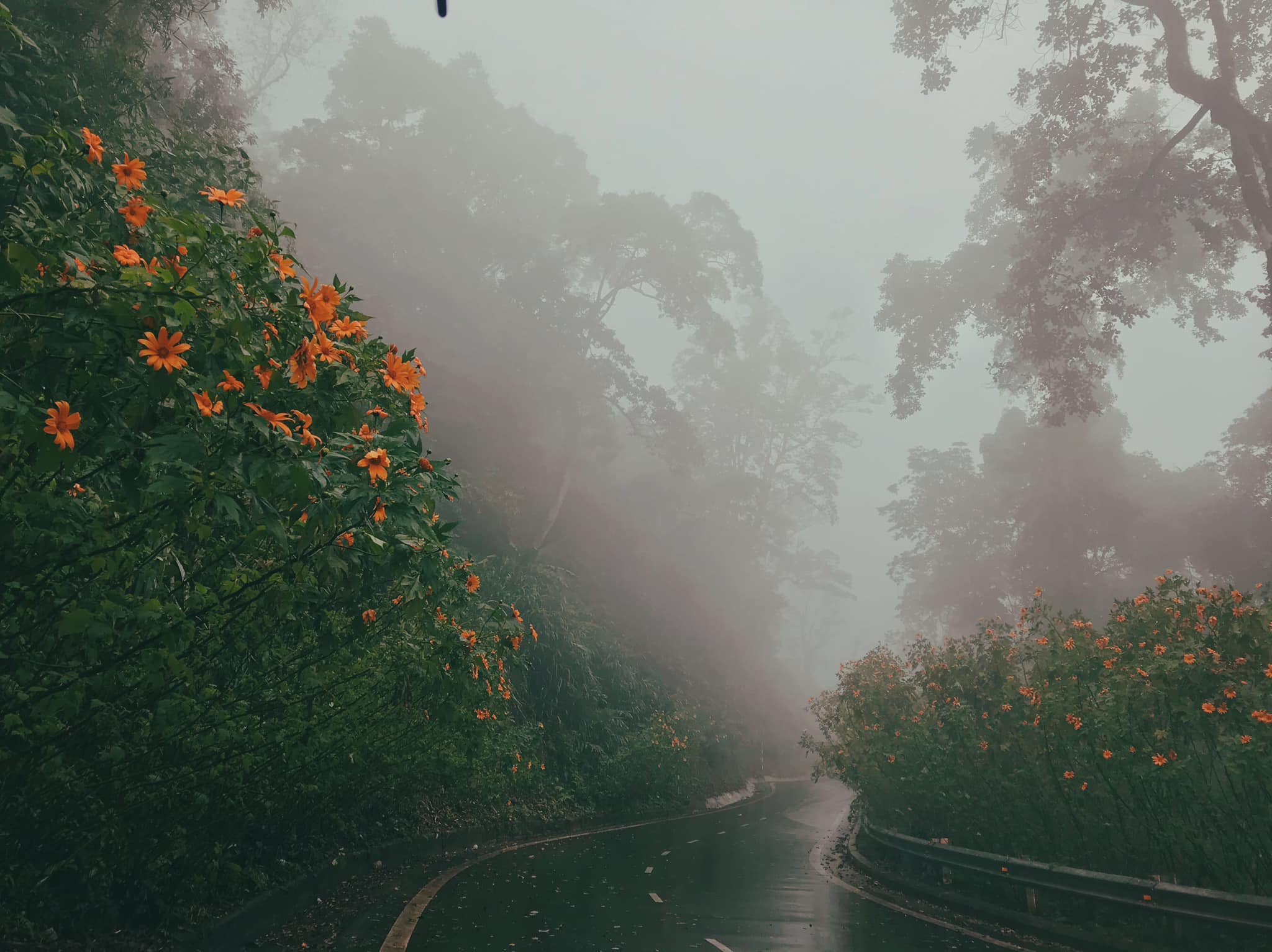 kinh nghiệm đi Ba Vì mùa hoa dã quỳ 2 kinh nghiệm đi Ba Vì mùa hoa dã quỳ 2