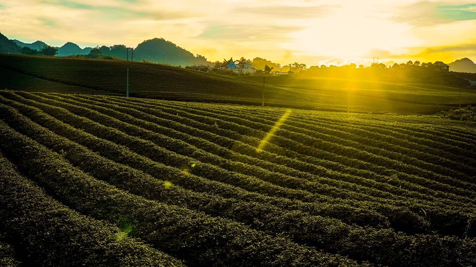 đồi chè Mộc Châu đồi chè Mộc Châu