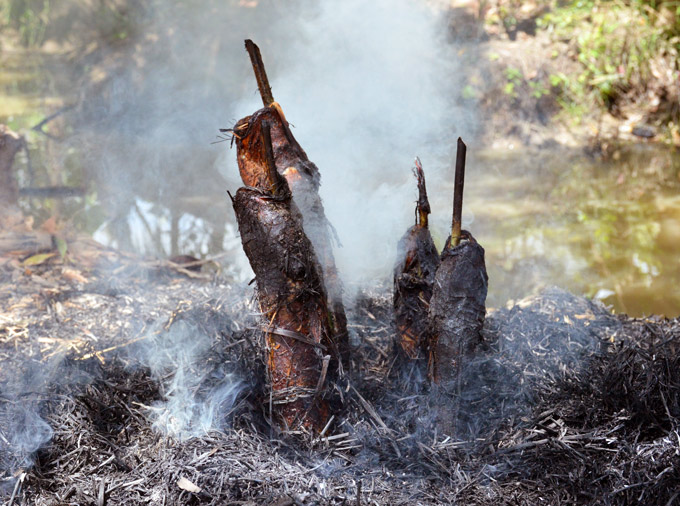 cá lóc đồng nướng trui cá lóc đồng nướng trui
