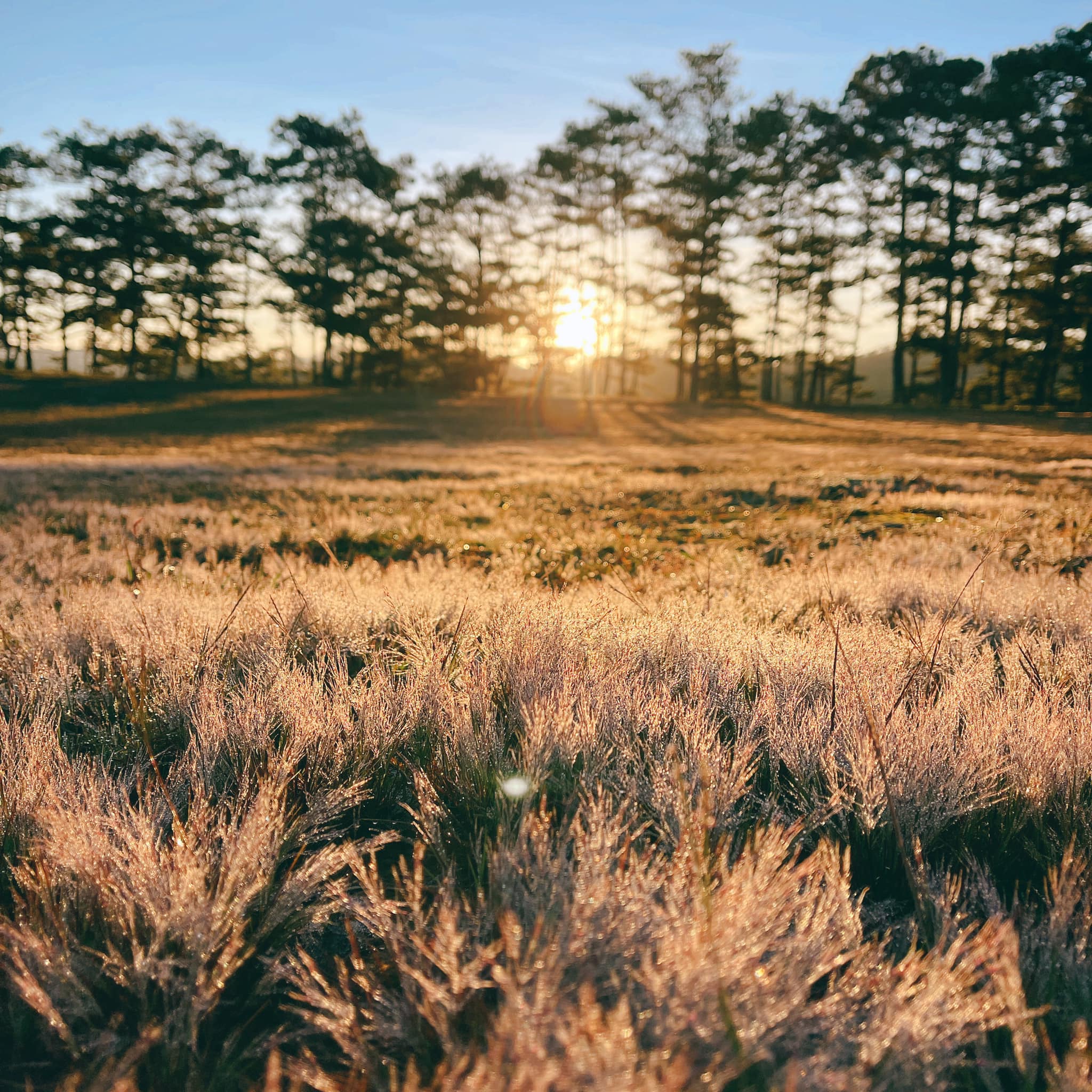 mùa cỏ hồng đà lạt cuối năm mùa cỏ hồng đà lạt cuối năm