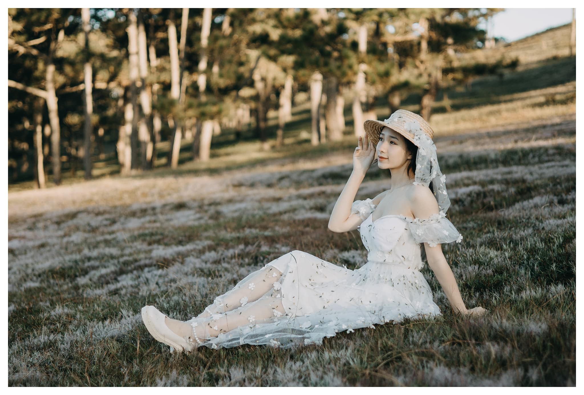 cỏ hồng cỏ tuyết đà lạt cuối năm cỏ hồng cỏ tuyết đà lạt cuối năm