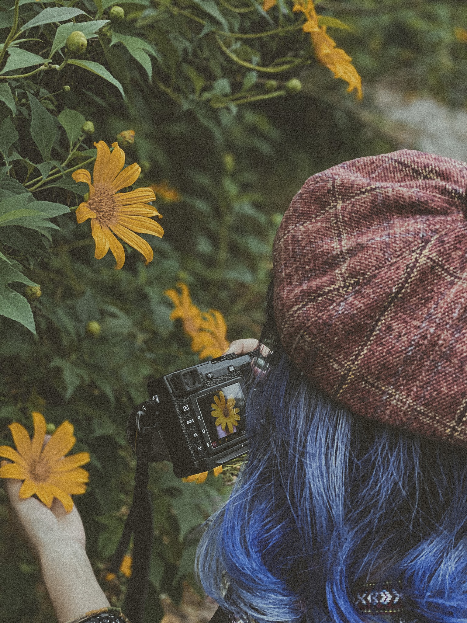 kinh nghiệm đi Ba Vì mùa hoa dã quỳ 5 kinh nghiệm đi Ba Vì mùa hoa dã quỳ 5