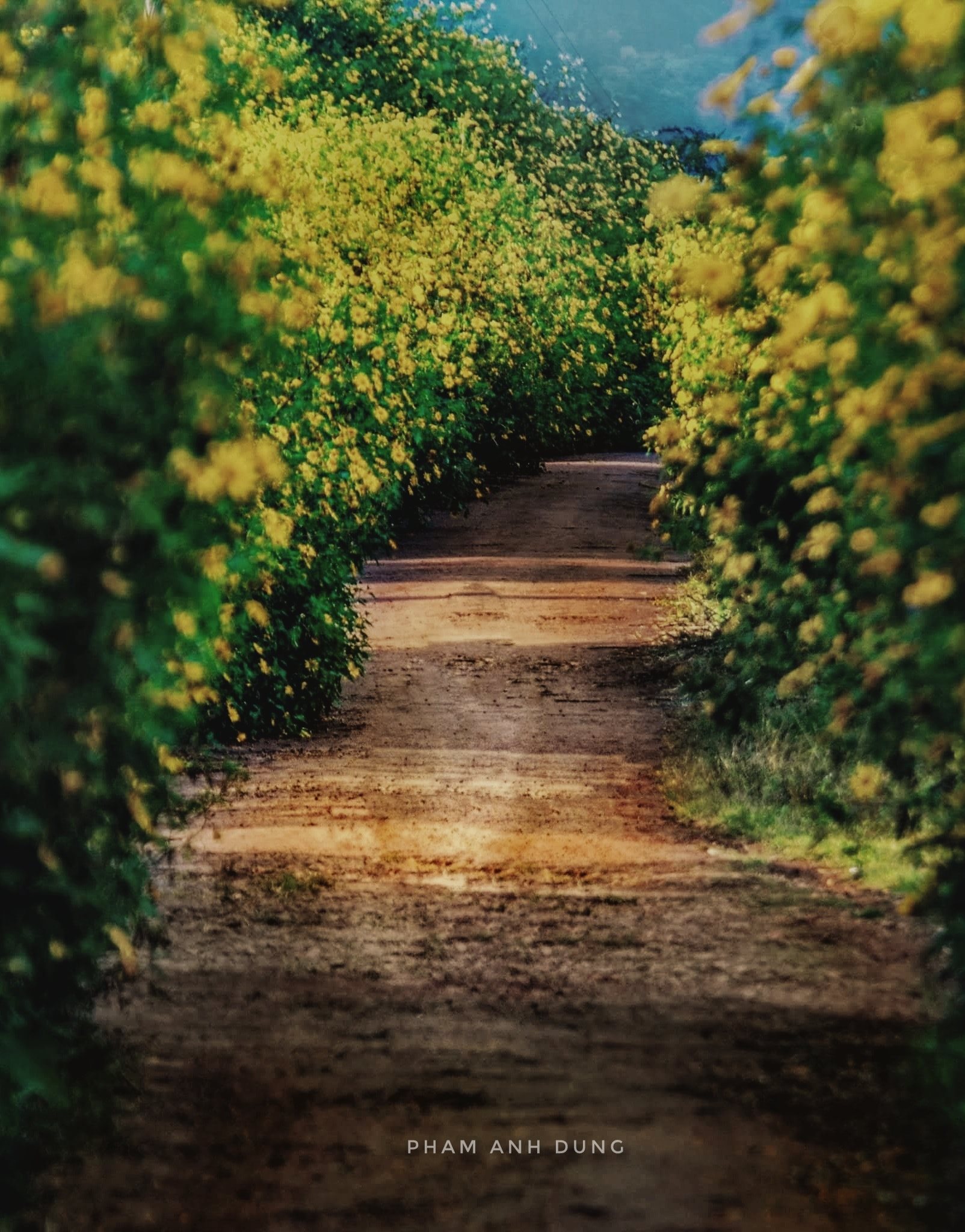 đà lạt mùa dã quỳ tháng 11, 12 đà lạt mùa dã quỳ tháng 11, 12