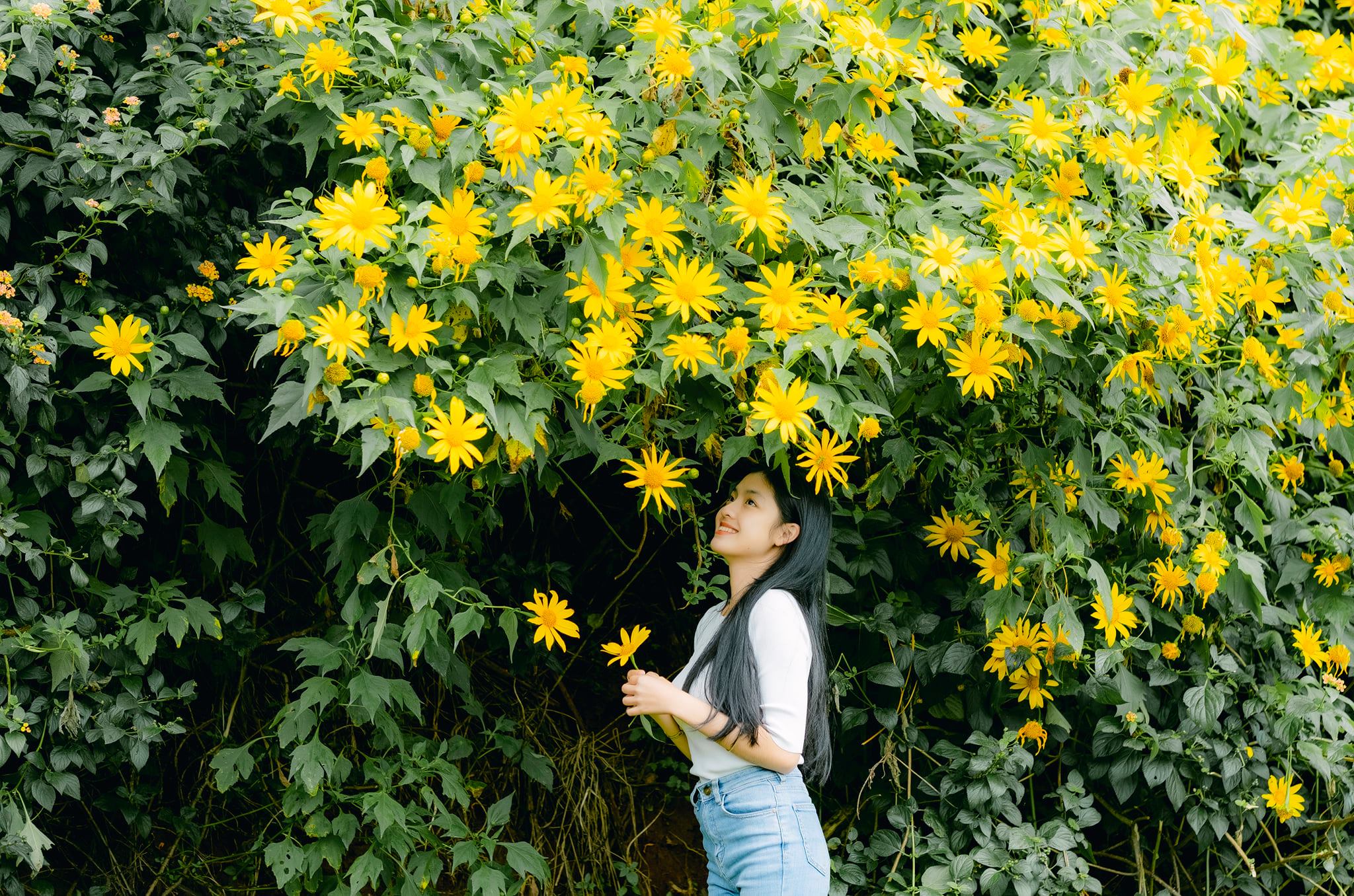 Hoa dã quỳ Đà Lạt Hoa dã quỳ Đà Lạt