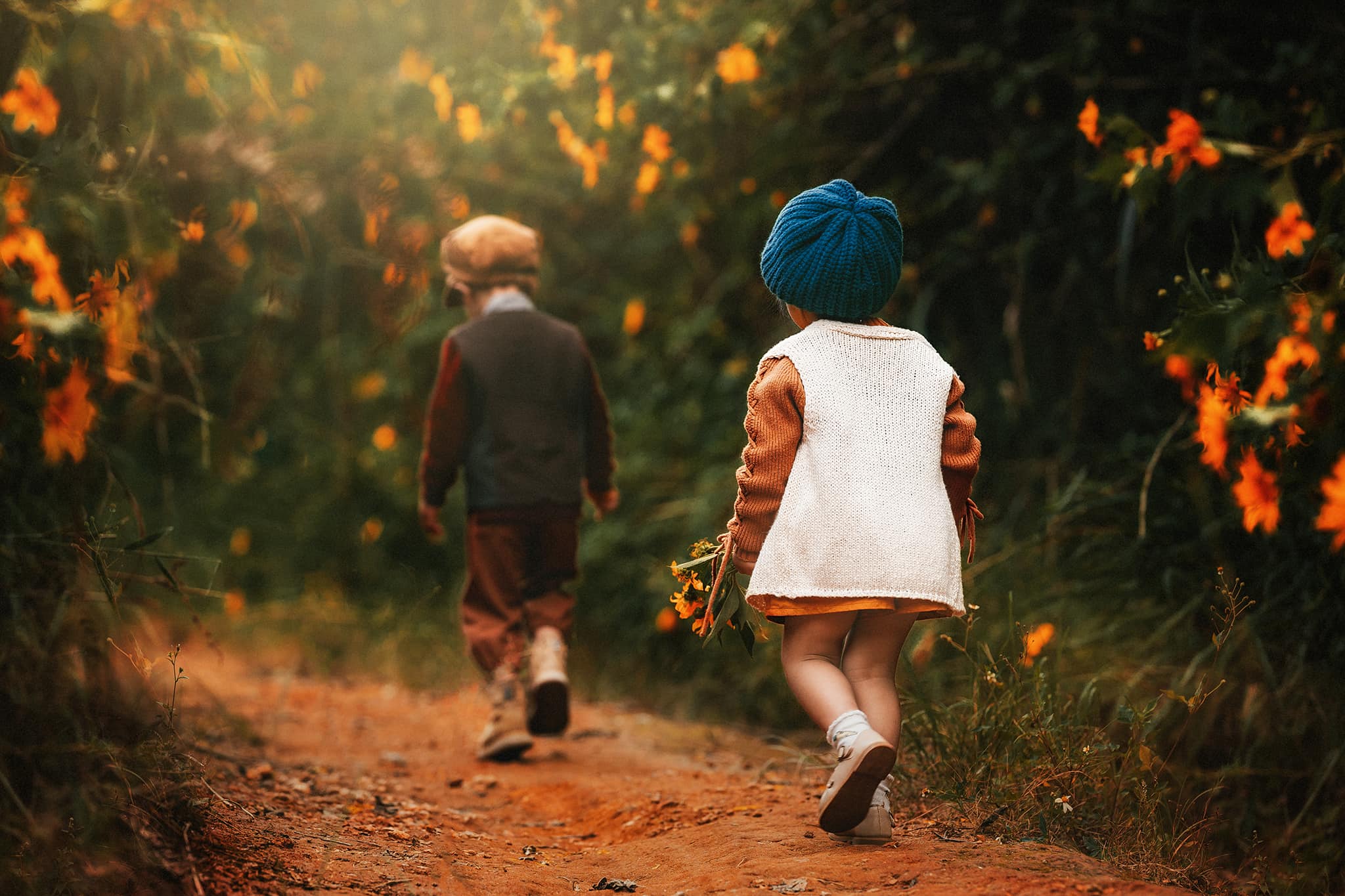 mùa dã quỳ đà lạt cuối năm mùa dã quỳ đà lạt cuối năm