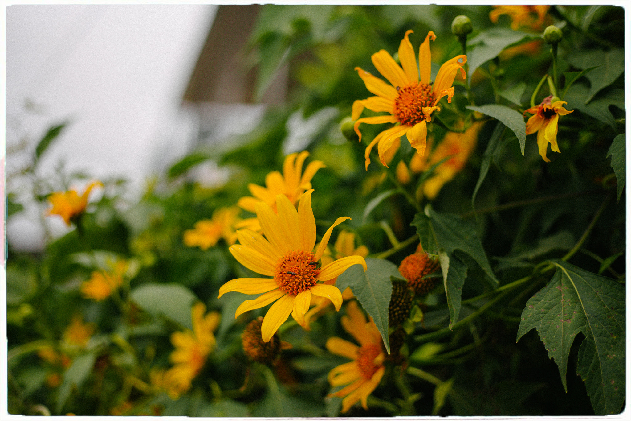 du-lich-da-lat-cuoi-nam-co-gi-dep