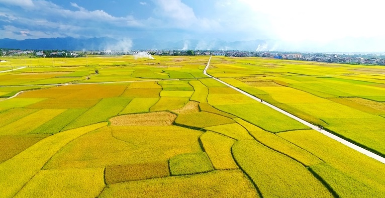 Cánh đồng Mường Thanh - Điểm du lịch Điện Biên nổi tiếng Cánh đồng Mường Thanh - Điểm du lịch Điện Biên nổi tiếng