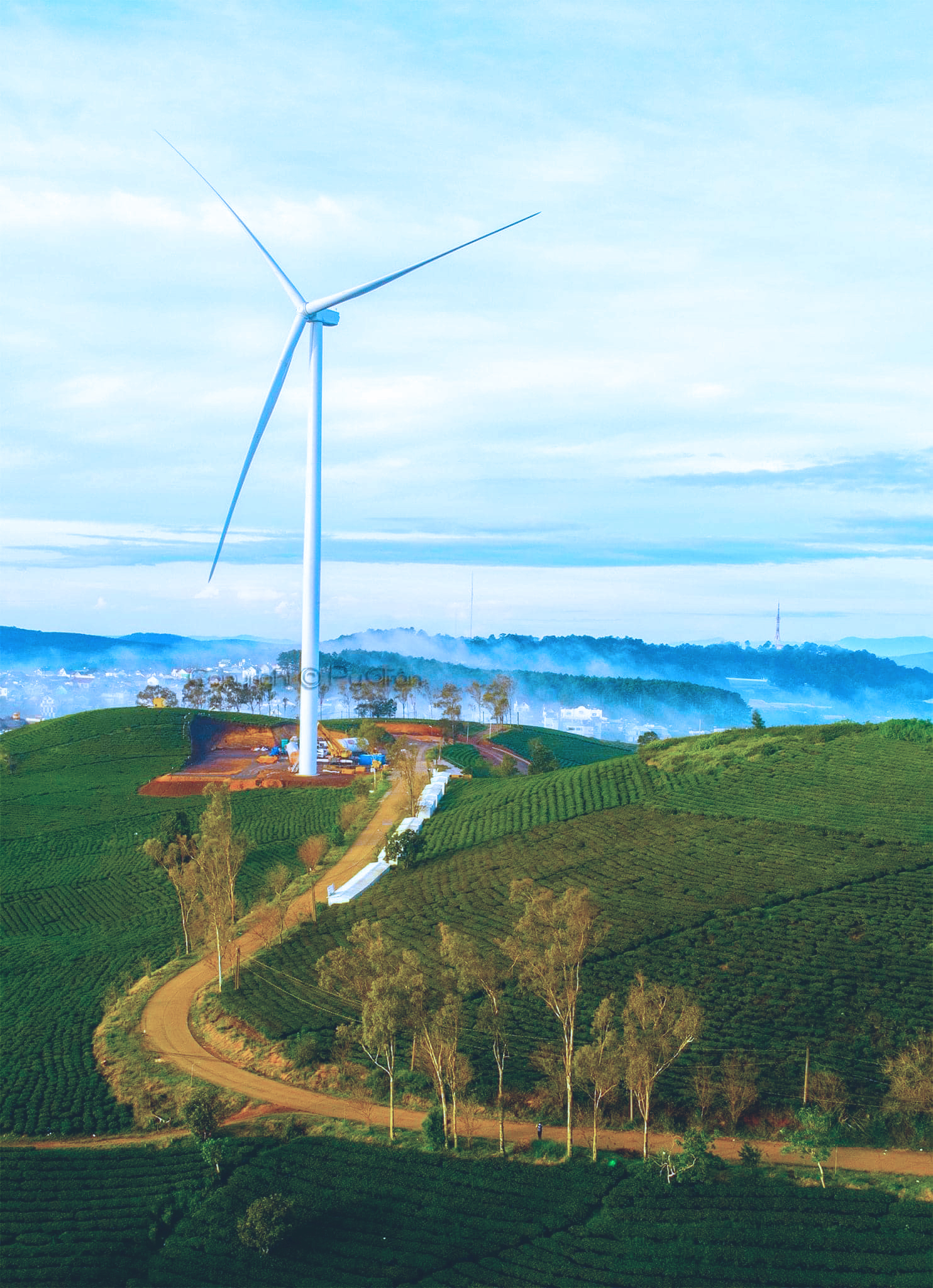 Đồi chè cầu Đất Đà Lạt