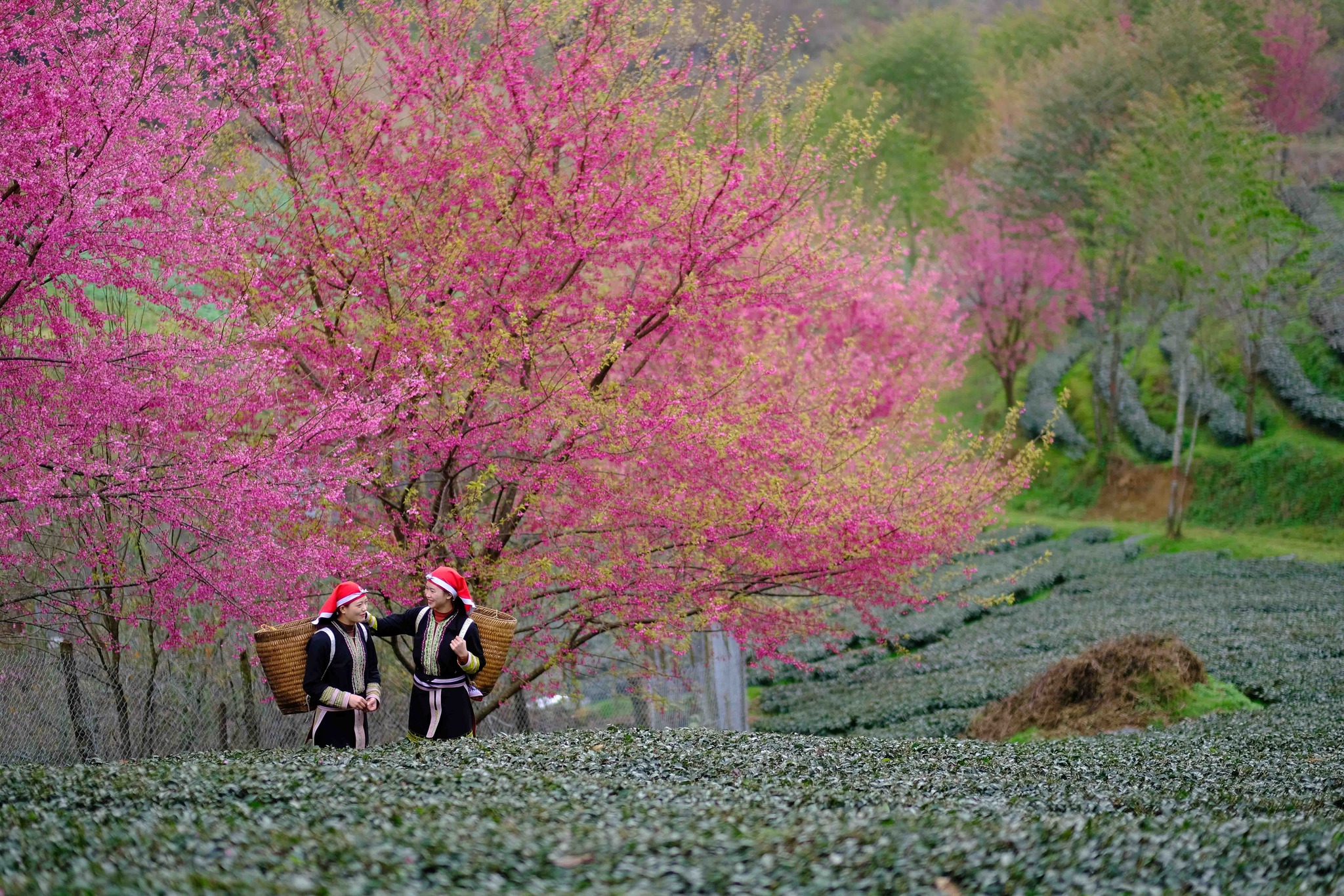 điểm du lịch Tết 2024 1