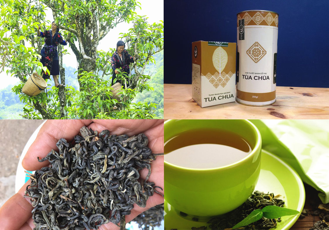 Chè Shan tuyết - Đặc sản Điện Biên mua về làm quà Chè Shan tuyết - Đặc sản Điện Biên mua về làm quà