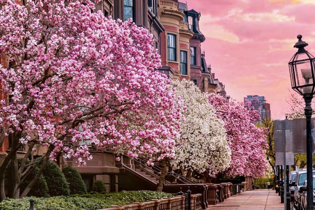 tour du lịch mỹ mùa hoa anh đào 3