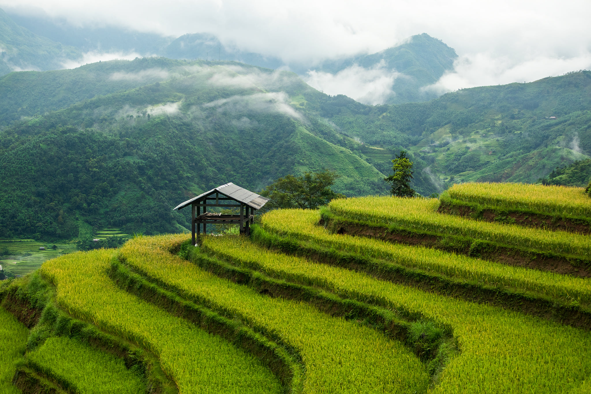 ngam-lua-chin-dep-lim-tim-cung-tour-du-lich-tay-bac-mua-thu-chi-tu-1350k-nguoi