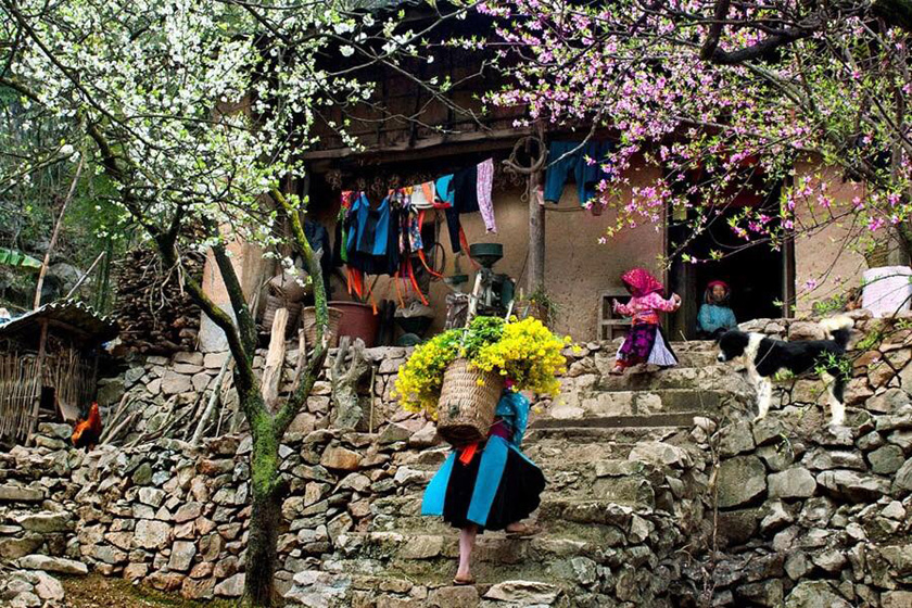 Tour Hà Giang – Sapa mùa hoa đào nở 01