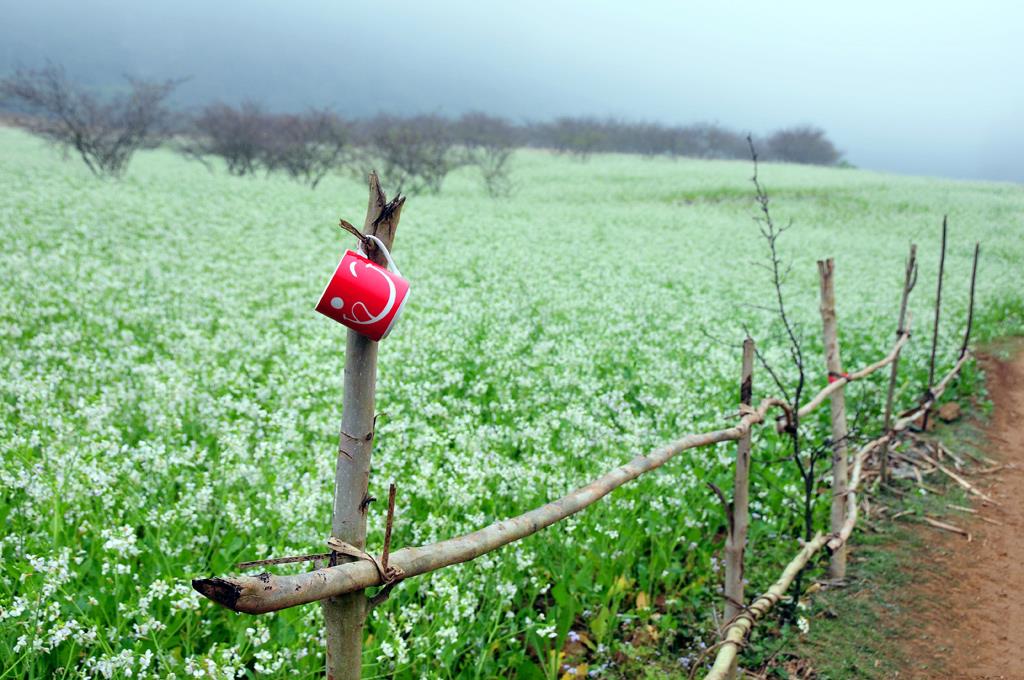 mua-hoa-cai-moc-chau