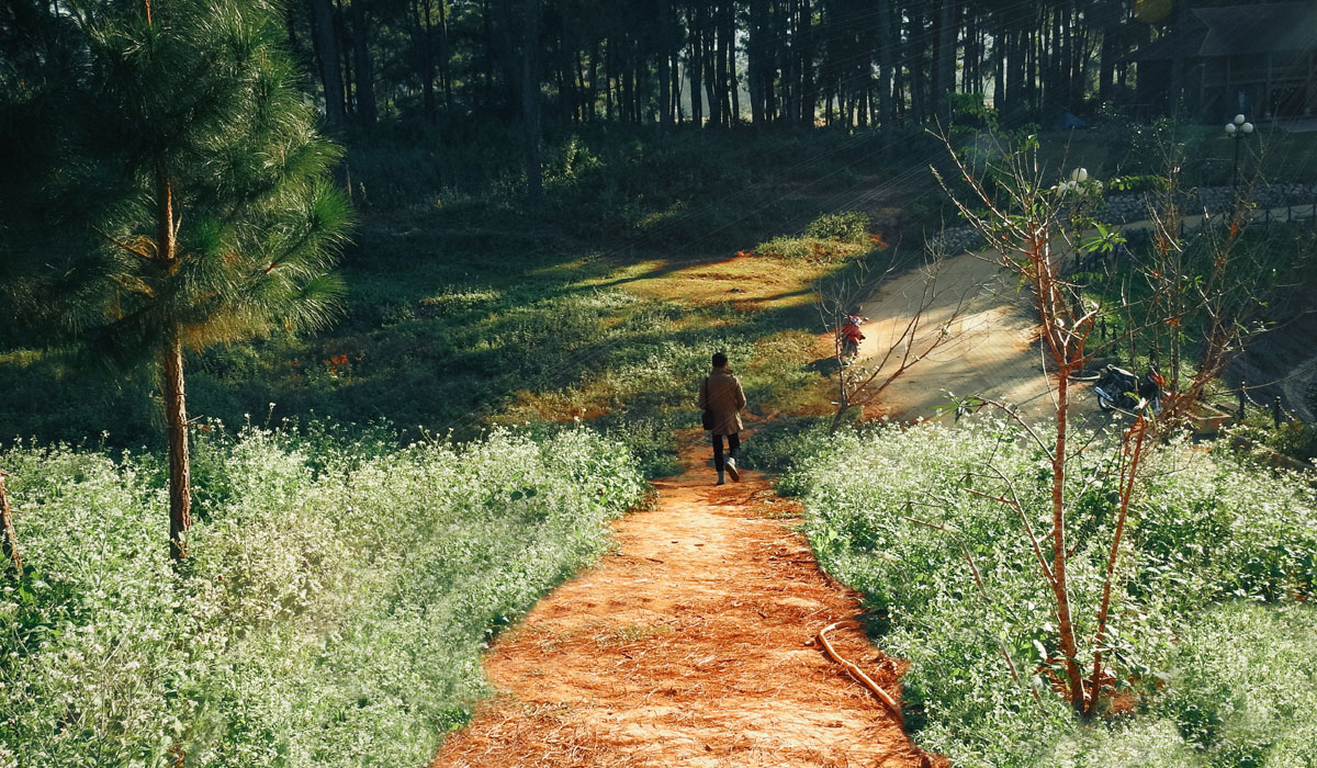 hoa cải rừng thông bản áng mộc châu hoa cải rừng thông bản áng mộc châu