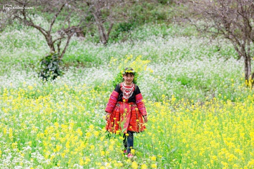hoa cải Mộc Châu hoa cải Mộc Châu