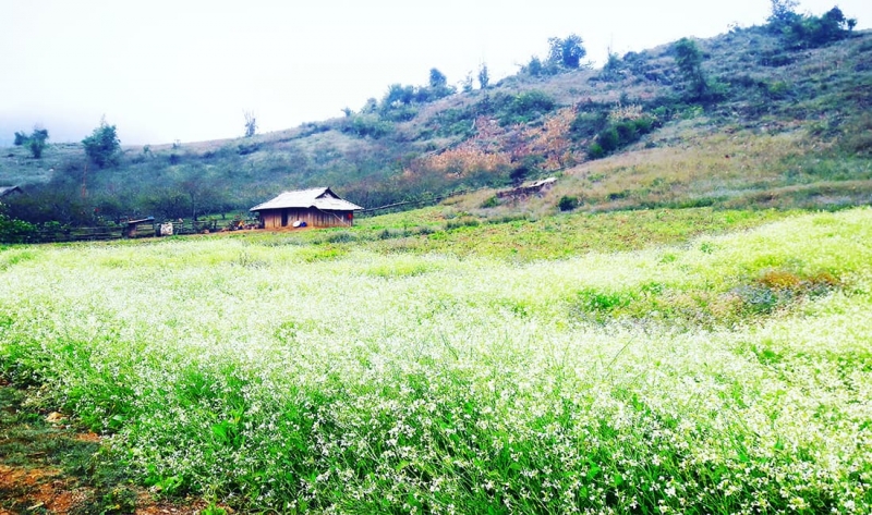 Hoa cải Bản Pa Phách Mộc Châu Hoa cải Bản Pa Phách Mộc Châu