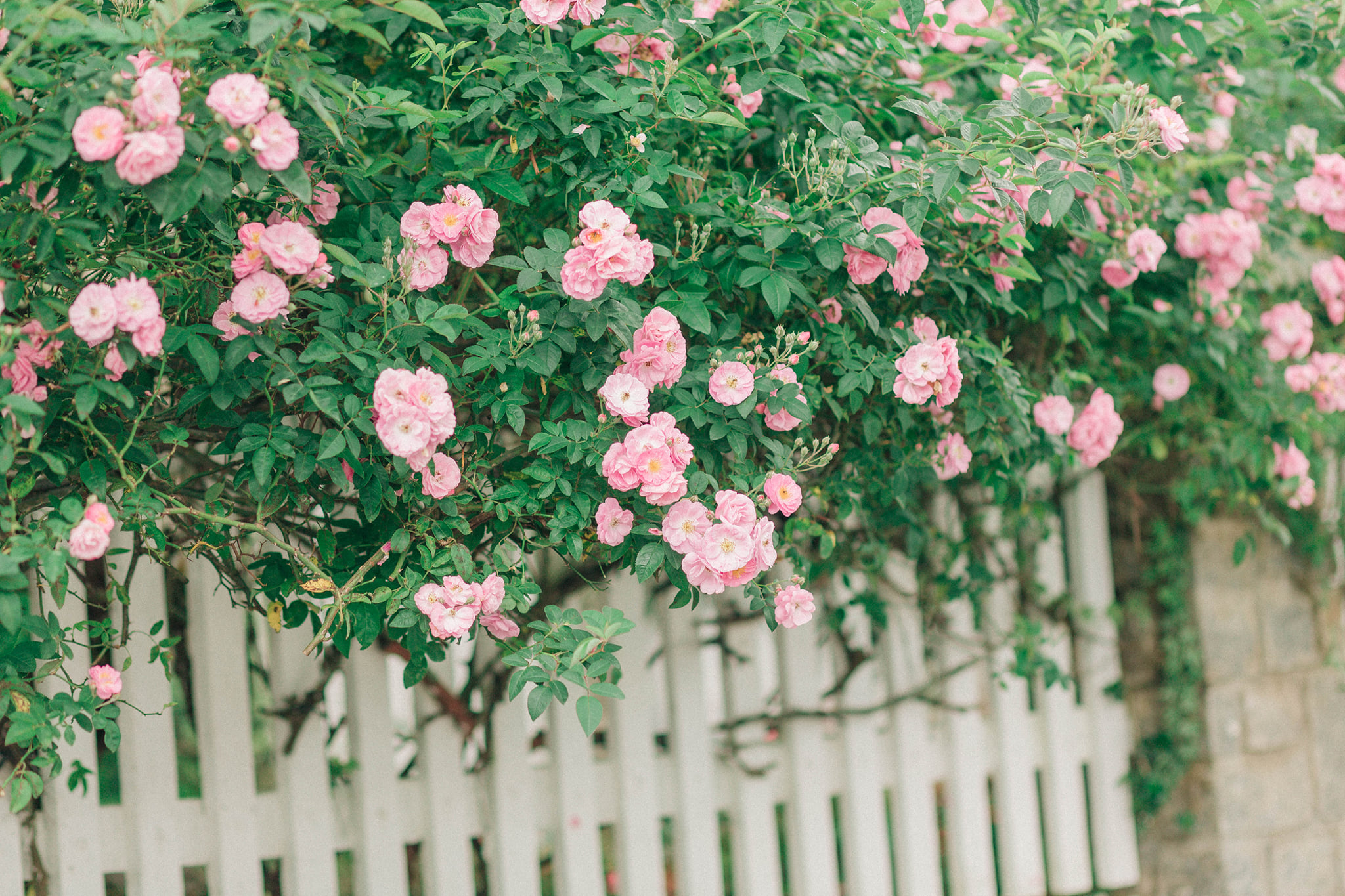 Du lịch Đà Lạt cuối năm Du lịch Đà Lạt cuối năm