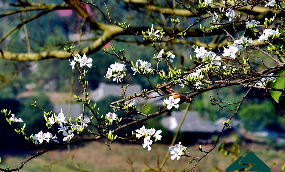 lễ hội vùng cao 8