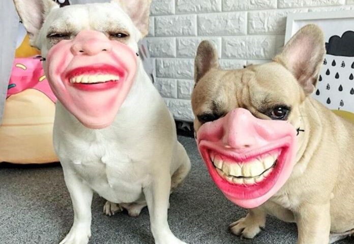 du lịch cùng thú cưng 7 du lịch cùng thú cưng 7