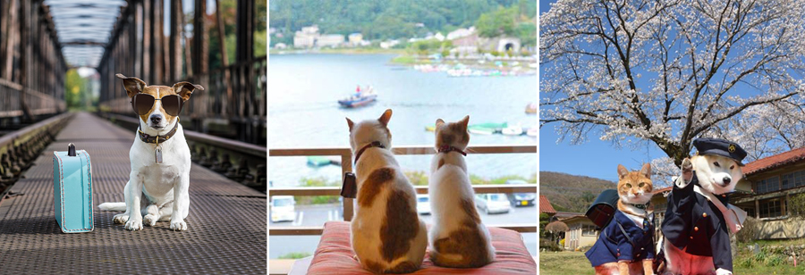 du lịch cùng thú cưng 1 du lịch cùng thú cưng 1