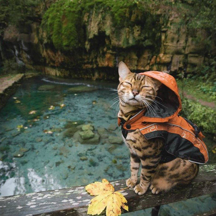 du lịch cùng thú cưng du lịch cùng thú cưng