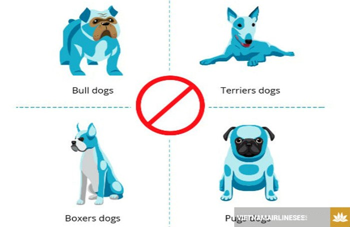 Quy định mang thú cưng lên máy bay Quy định mang thú cưng lên máy bay