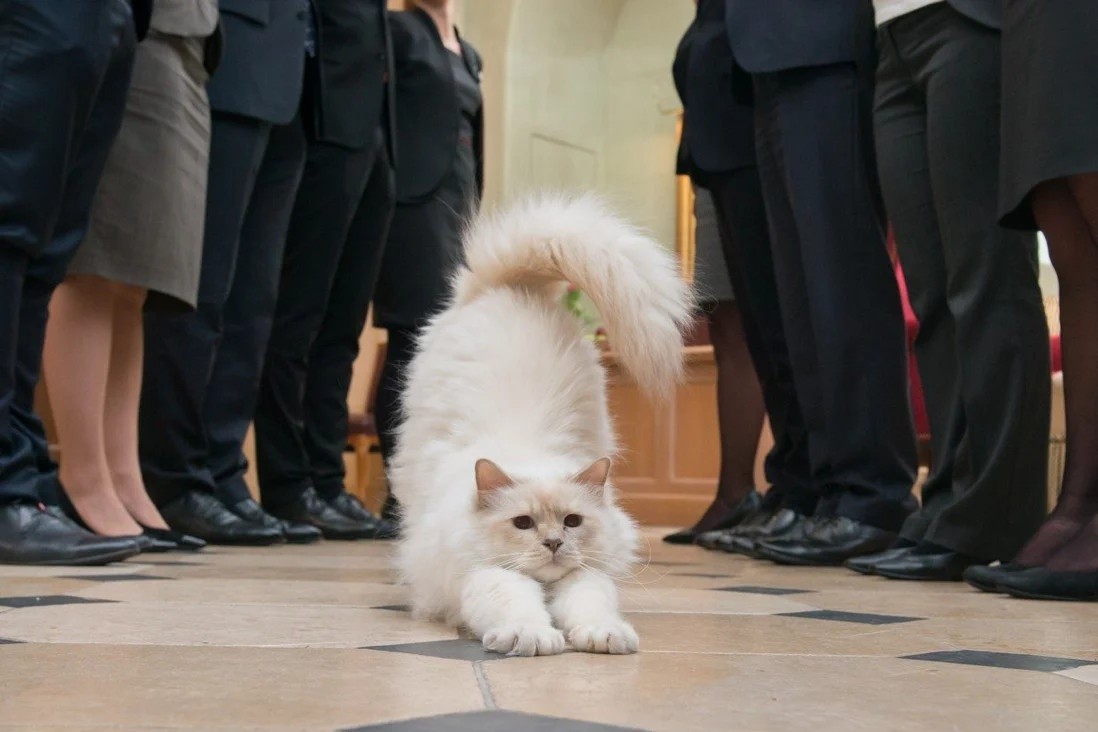 du lịch cùng thú cưng 3 du lịch cùng thú cưng 3