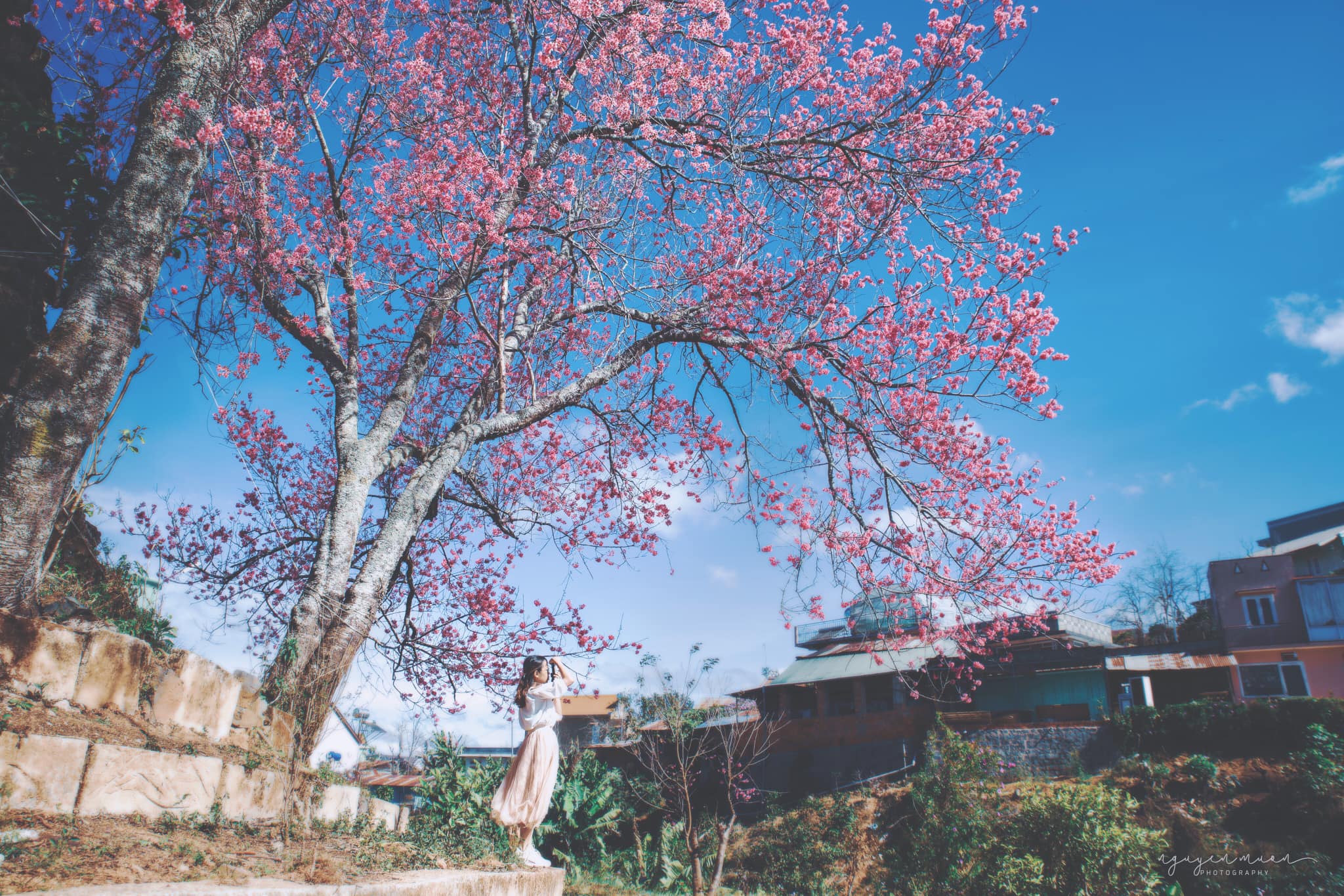 mai anh đào đà lạt