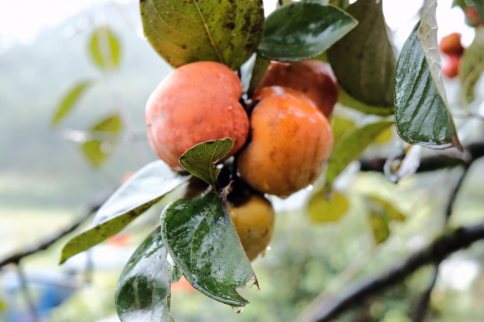 Du lịch mùa thu ở đâu đẹp nhất? 08