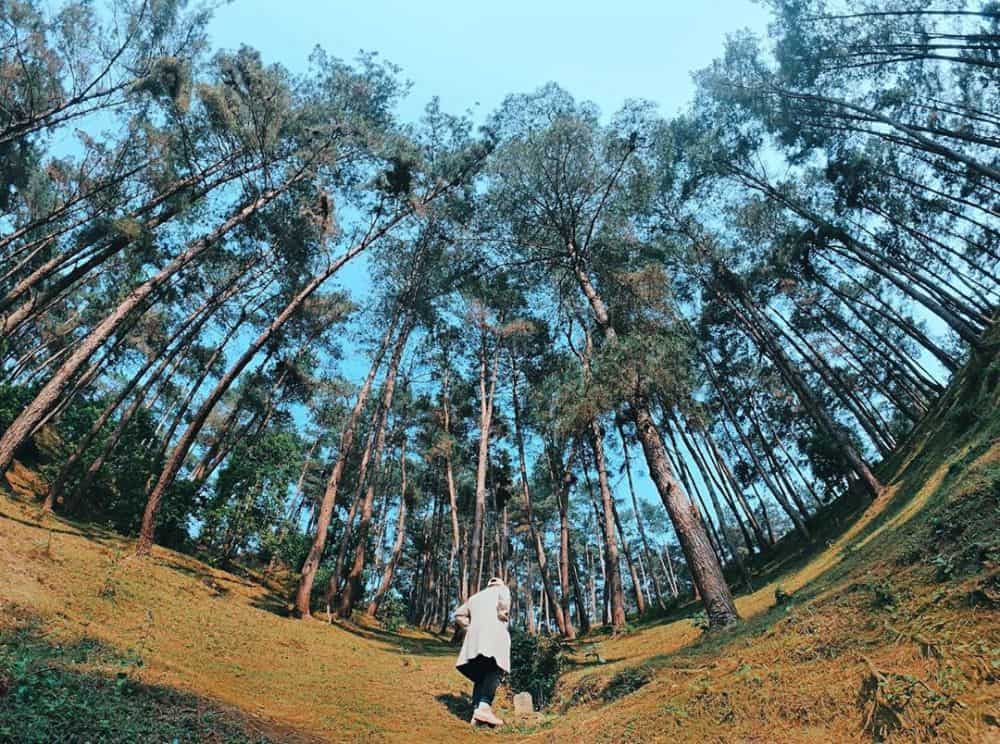 rừng thông Yên Minh 1