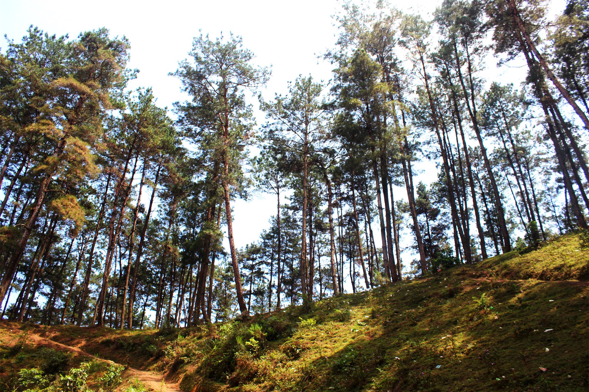 rừng thông Yên Minh Hà Giang