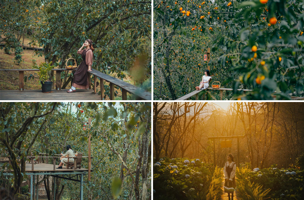 Tiệm Cafe Vườn Hồng Nhà Tom