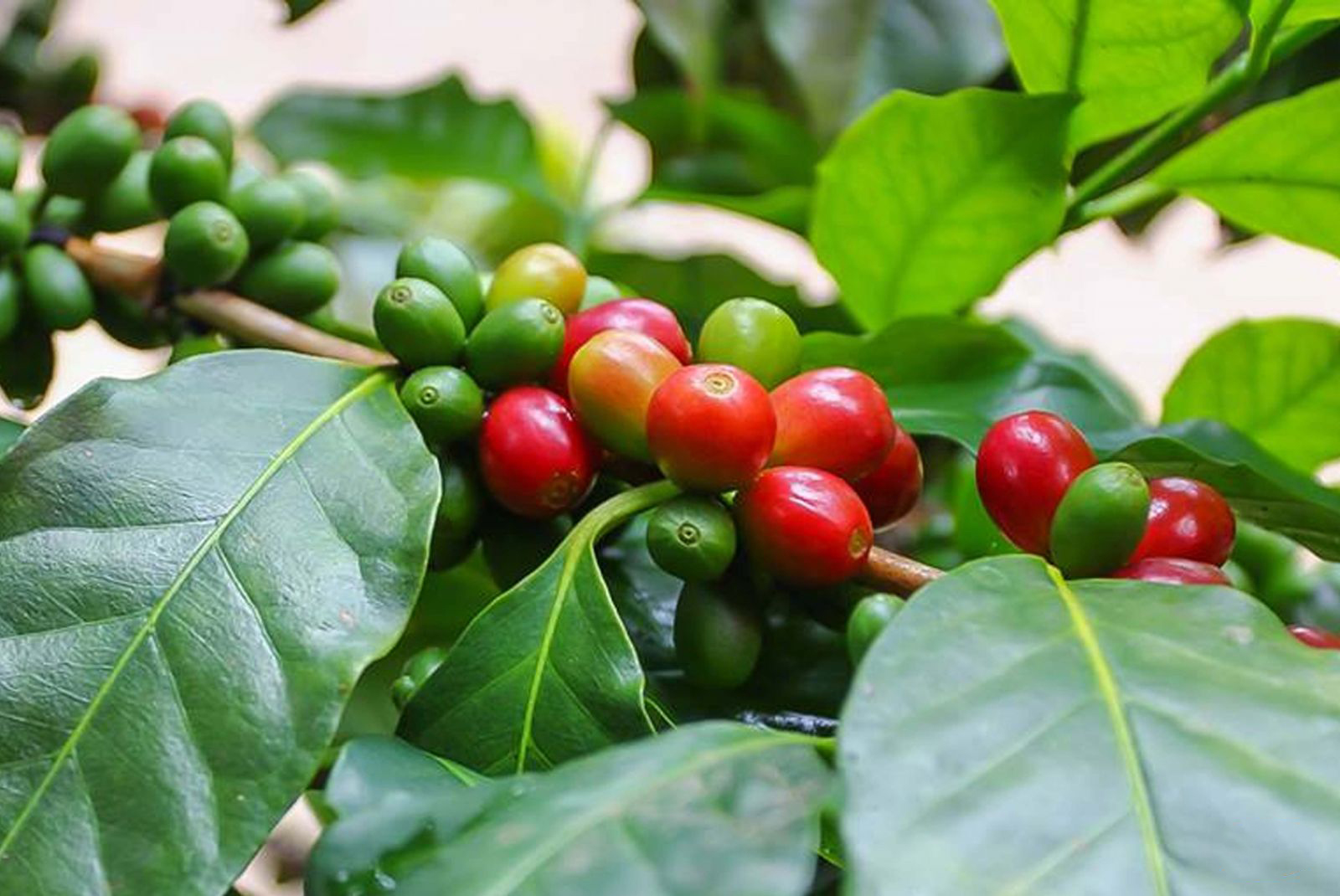 cà phê Buôn Ma Thuột