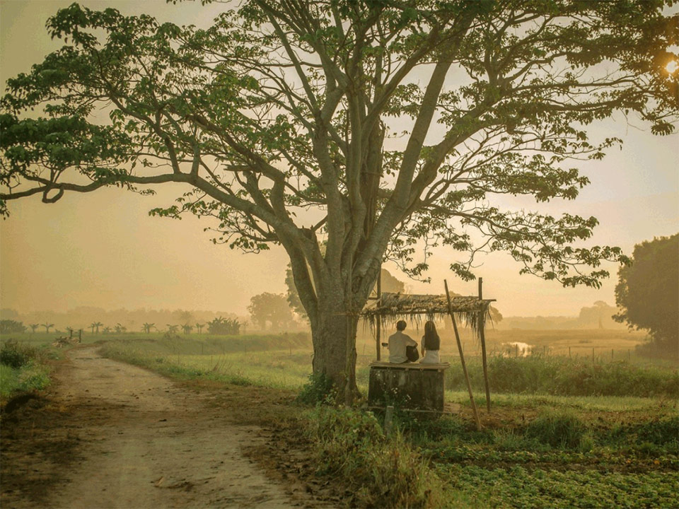 Du lịch Huế - Phim Mắt Biếc - Cây Cô Đơn Du lịch Huế - Phim Mắt Biếc - Cây Cô Đơn