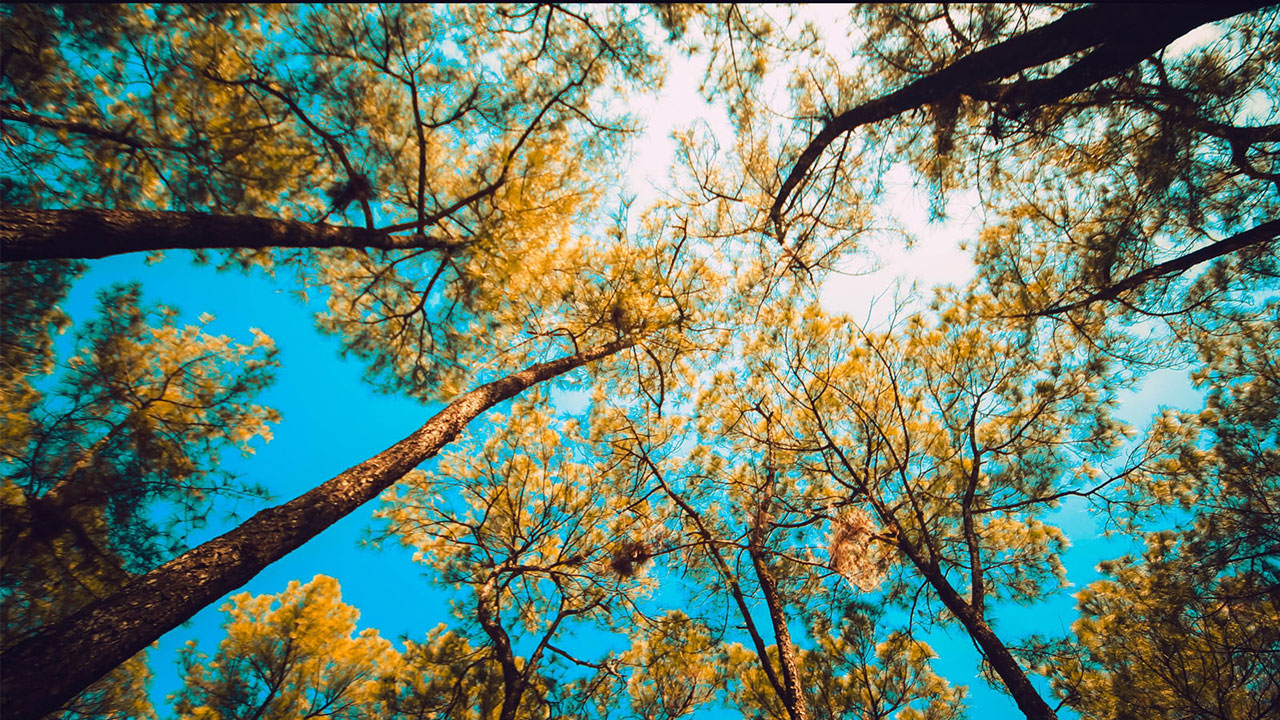 6-diem-den-xu-hue-trong-phim-mat-biec