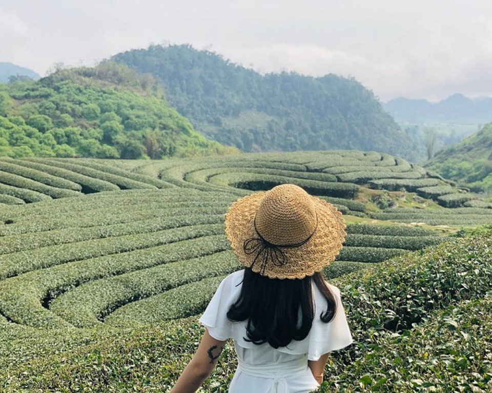 Đồi chè trái tim Mộc Châu 1 Đồi chè trái tim Mộc Châu 1