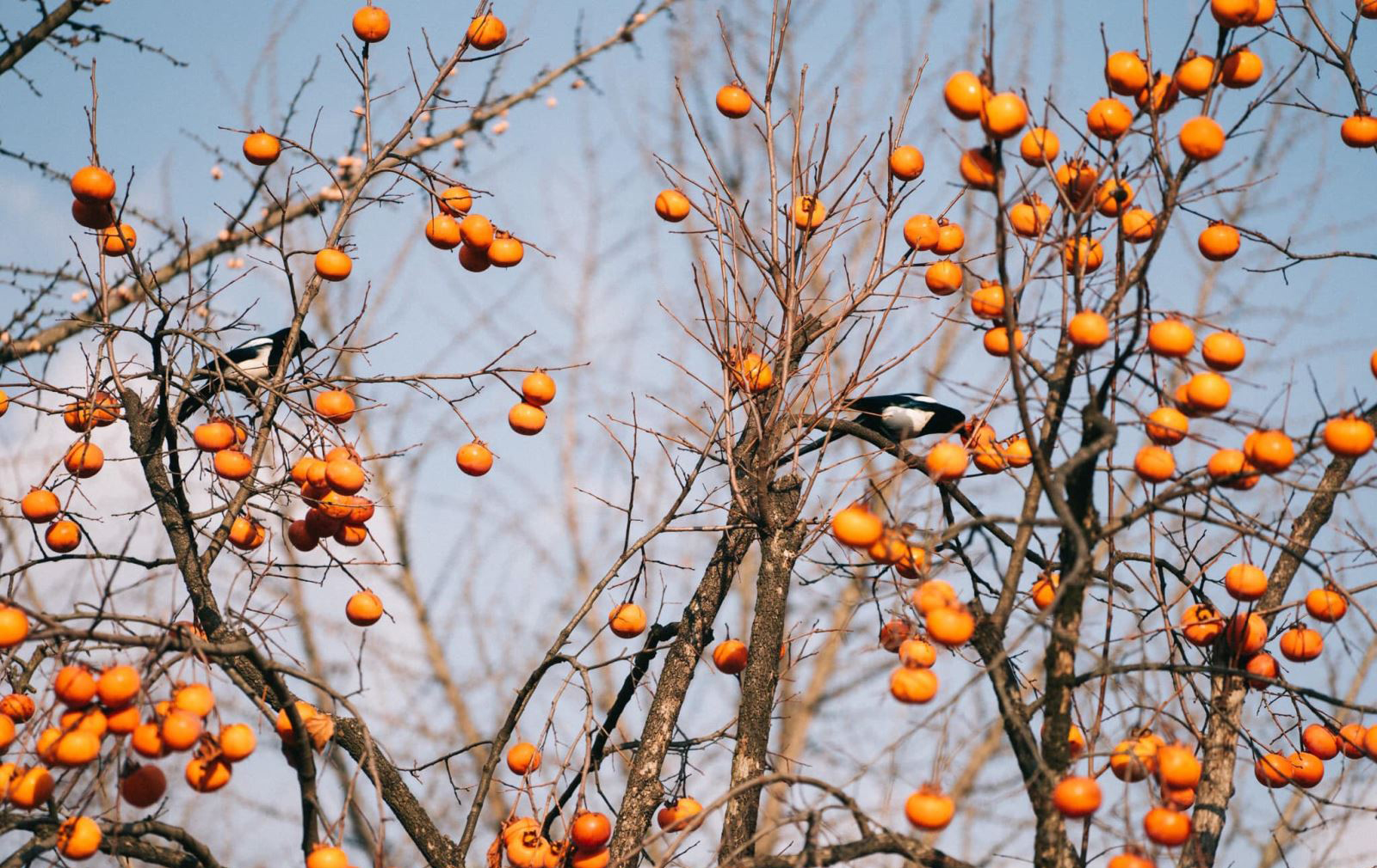 Mộc Châu mùa hồng chín Mộc Châu mùa hồng chín