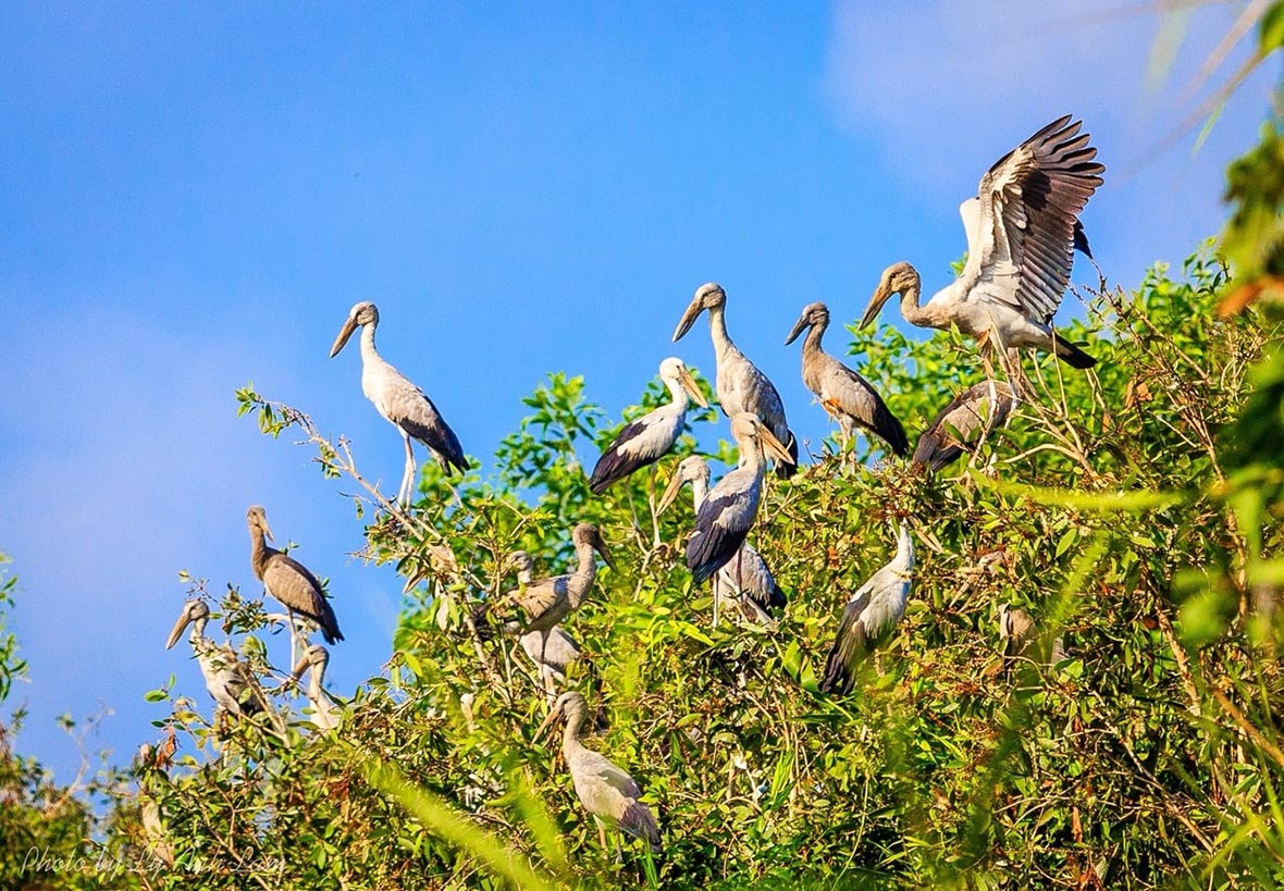 Khu bảo tồn thiên nhiên Lung Ngọc Hoàng Hậu Giang Khu bảo tồn thiên nhiên Lung Ngọc Hoàng Hậu Giang
