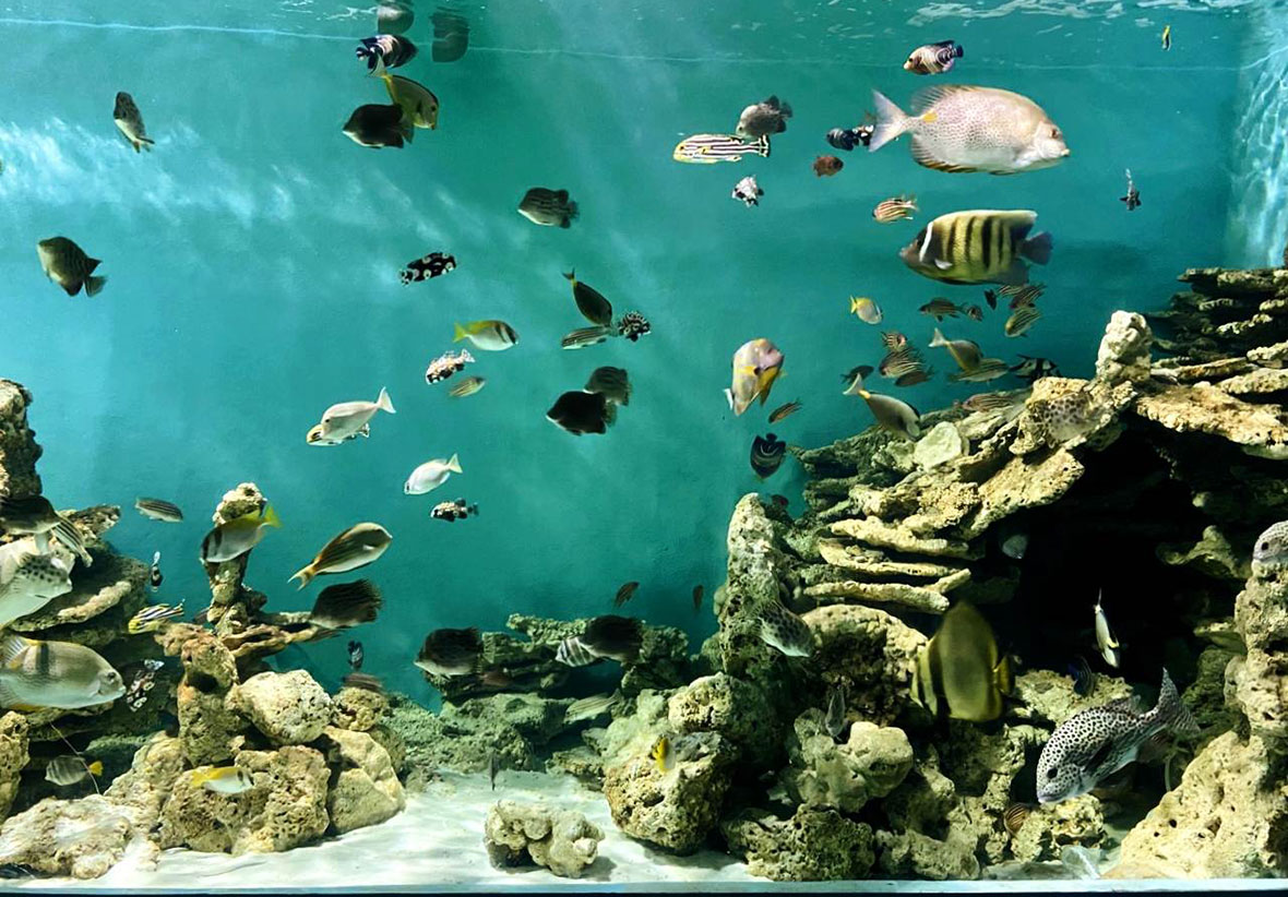 Viện Hải Dương Học Nha Trang Viện Hải Dương Học Nha Trang