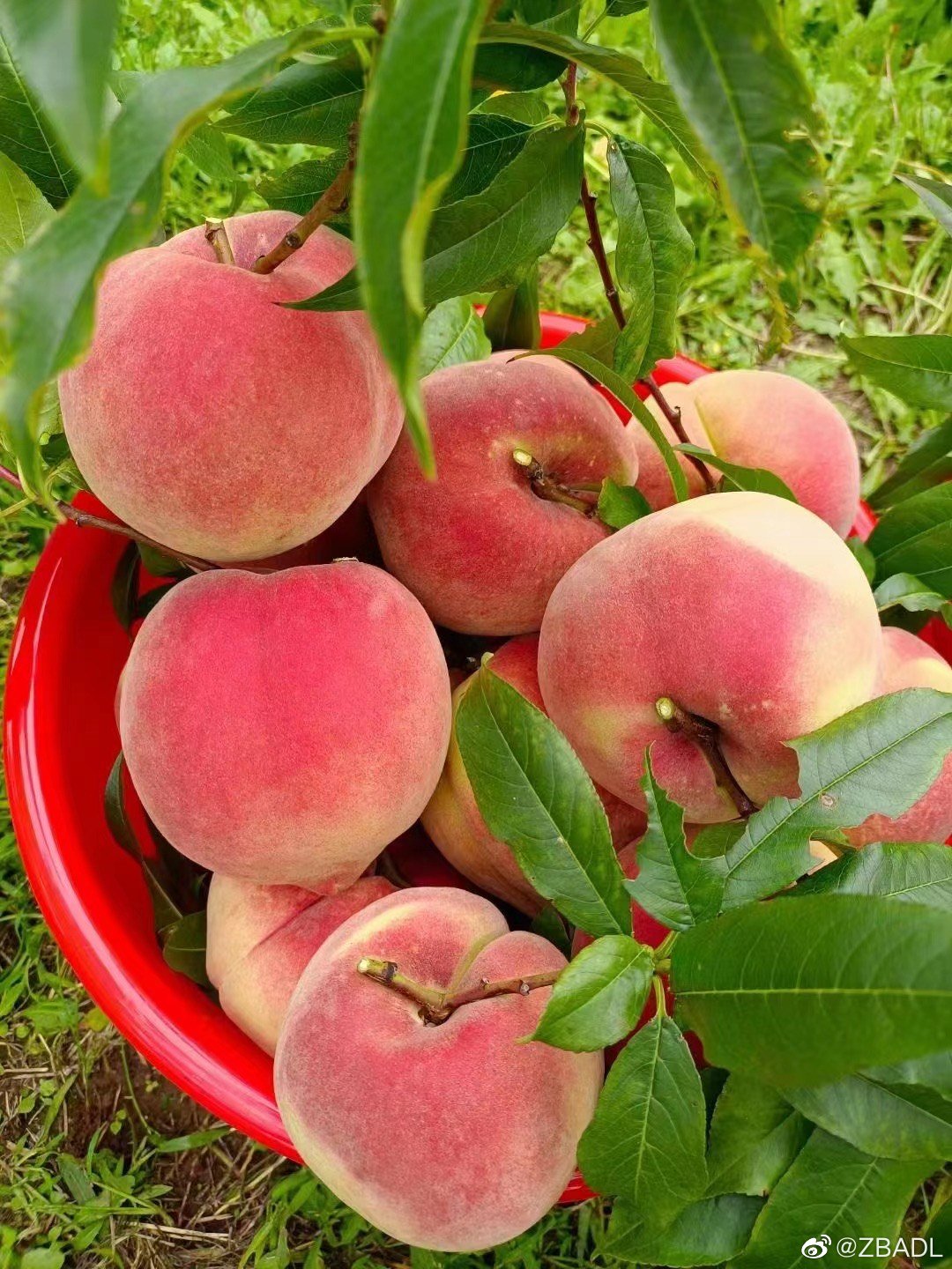 Đặc sản Lệ Giang 02 Đặc sản Lệ Giang 02